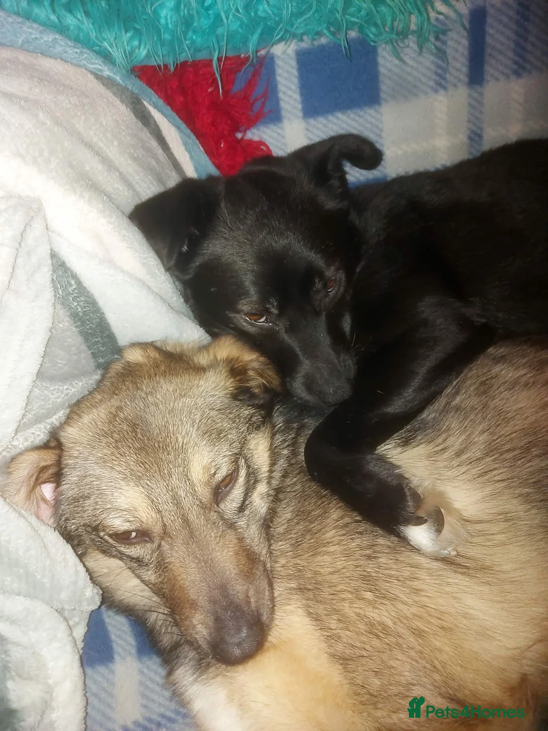 Mixed Breed dogs for adoption: BONDED PAIR: Spirit and Margot for adoption - Advert 3