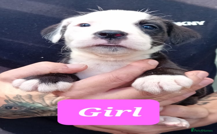 Mixed Breed dogs - Advert 13