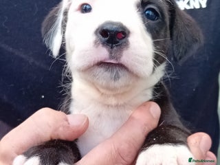 Mixed Breed dogs - Advert 6