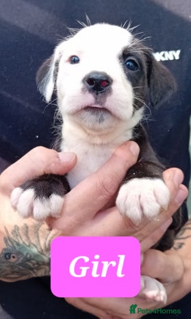 Mixed Breed dogs - Advert 13