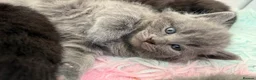 Scottish Fold cats for sale: 3 Scottish Fold Kittens 8 JUNE - Advert 7