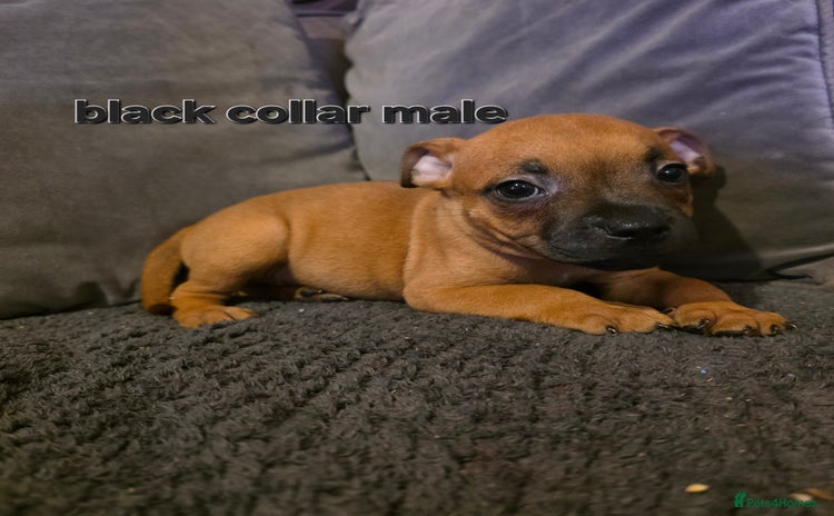 Staffordshire Bull Terrier dogs - Advert 2