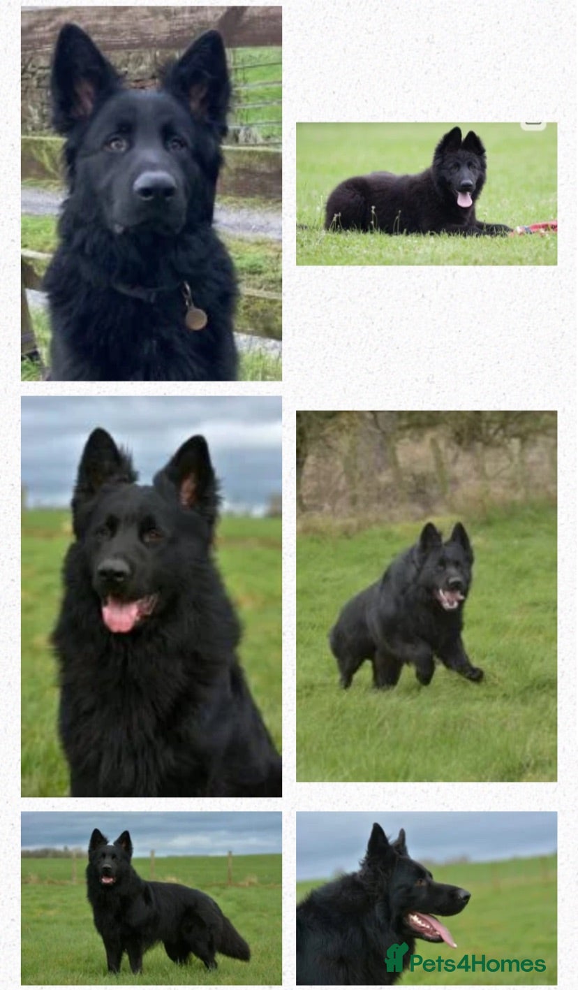 German Shepherd dogs KC German Shepherd puppies- Long established line - Advert 2