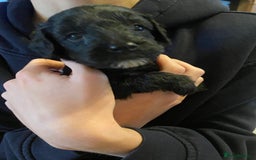 Cockapoo dogs for sale: Cockerpoo puppies Two Boys - Advert 5