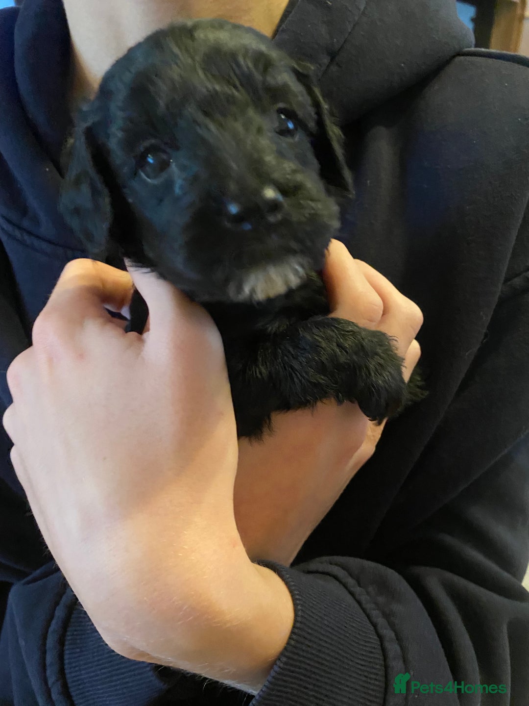 Cockapoo dogs for sale: Cockerpoo puppies Two Boys - Advert 5