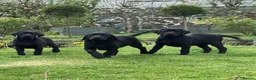 Labrador Retriever dogs for sale: KC Reg, FtCh, chunky confident Black Lab pups - Advert 1