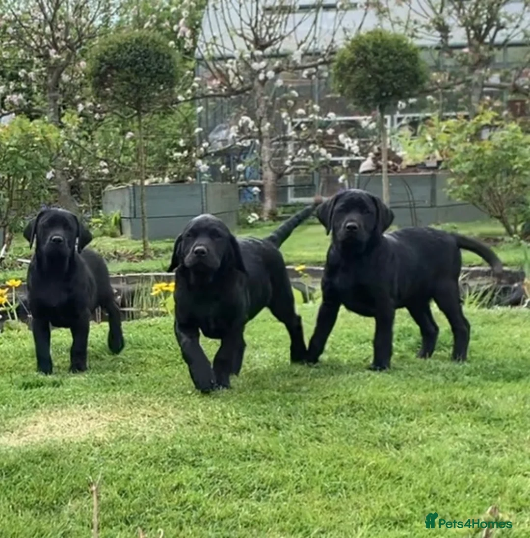 Labrador Retriever dogs for sale: KC Reg, FtCh, chunky confident Black Lab pups - Advert 1