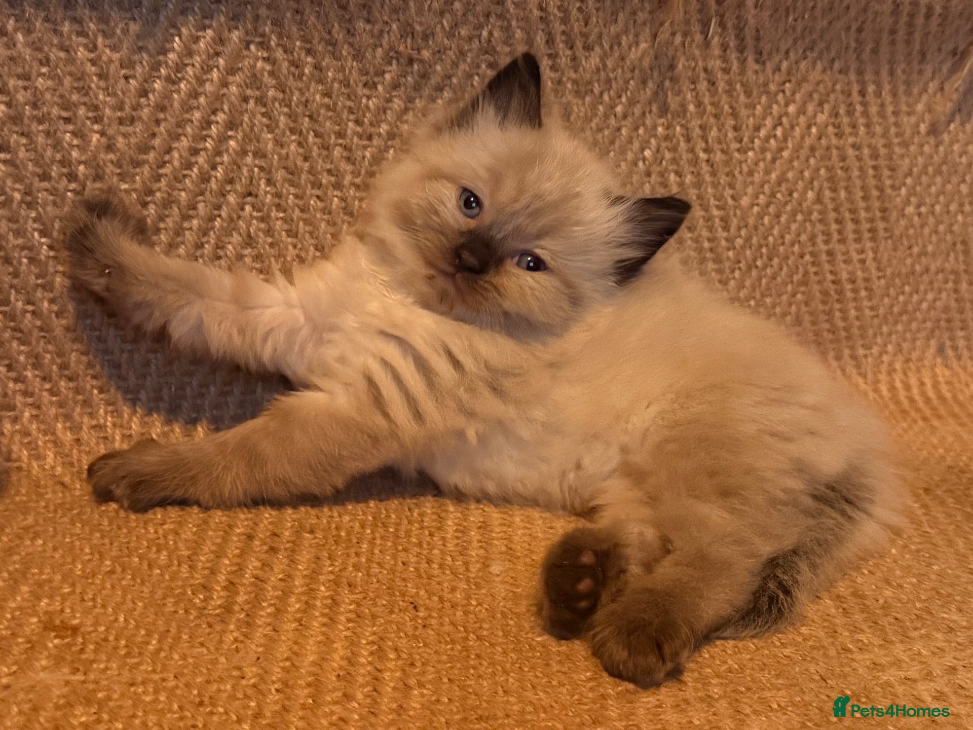 Ragdoll cats Stunning ragdoll kittens READY NOW - Advert 2