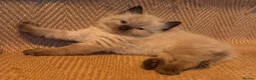 Ragdoll cats for sale: Stunning ragdoll kittens READY NOW - Advert 1