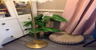 British Shorthair cats Pure British shorthair Champion line 😻🥇🏆 - Advert 13