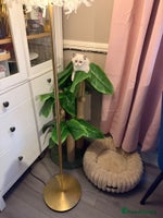 British Shorthair cats Pure British shorthair Champion line 😻🥇🏆 - Advert 1