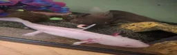 Axolotl reptiles for sale: 2 x Axolotls  - Advert 5