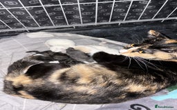 Mixed Breed cats for sale: 3 kitten for sale - Image 8