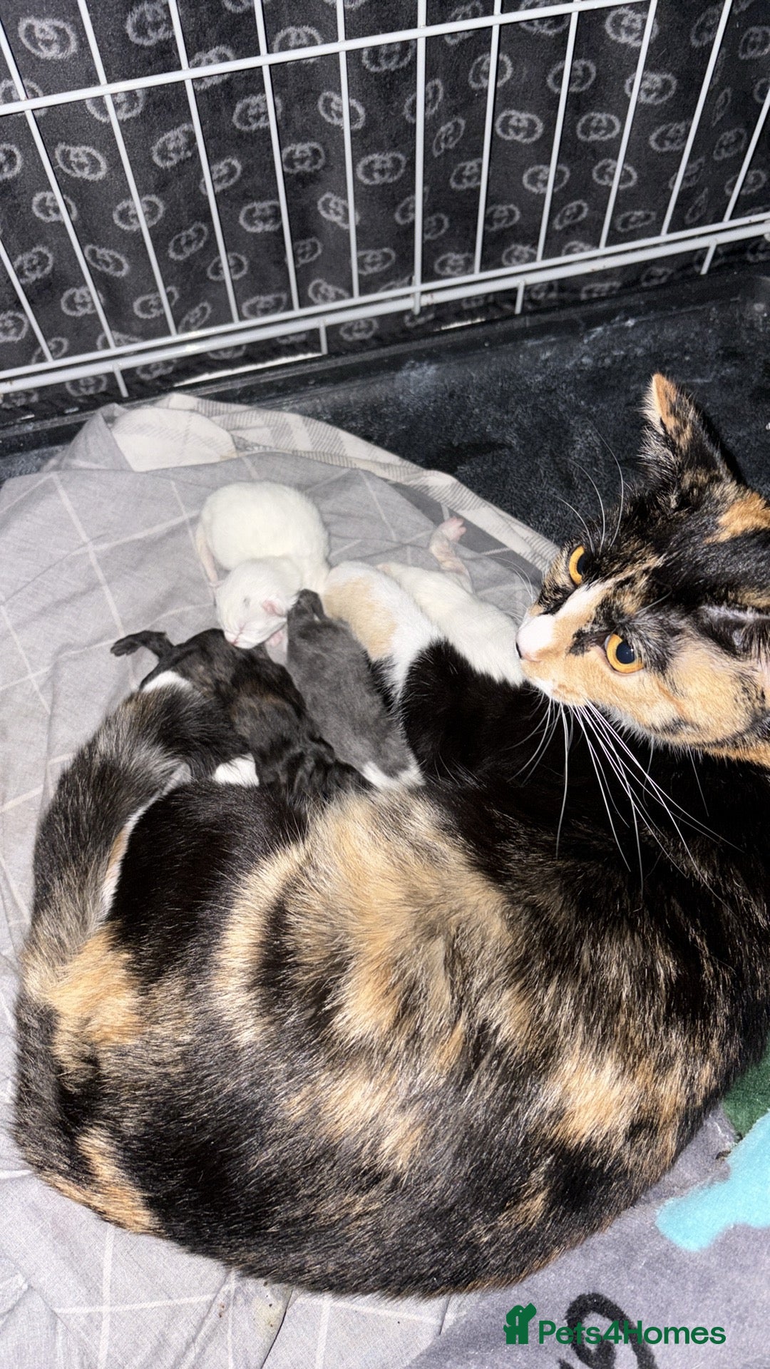 Mixed Breed cats for sale: 3 kitten for sale - Image 8