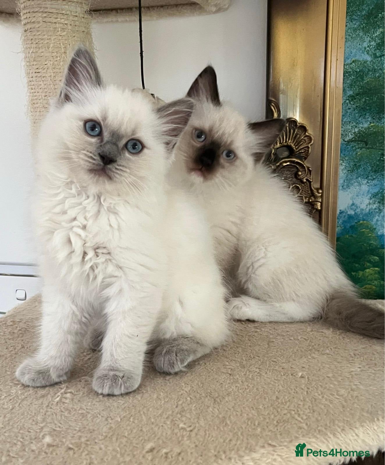 Ragdoll cats PURE BREED RAGDOLLS 2 LEFT!  - Advert 1