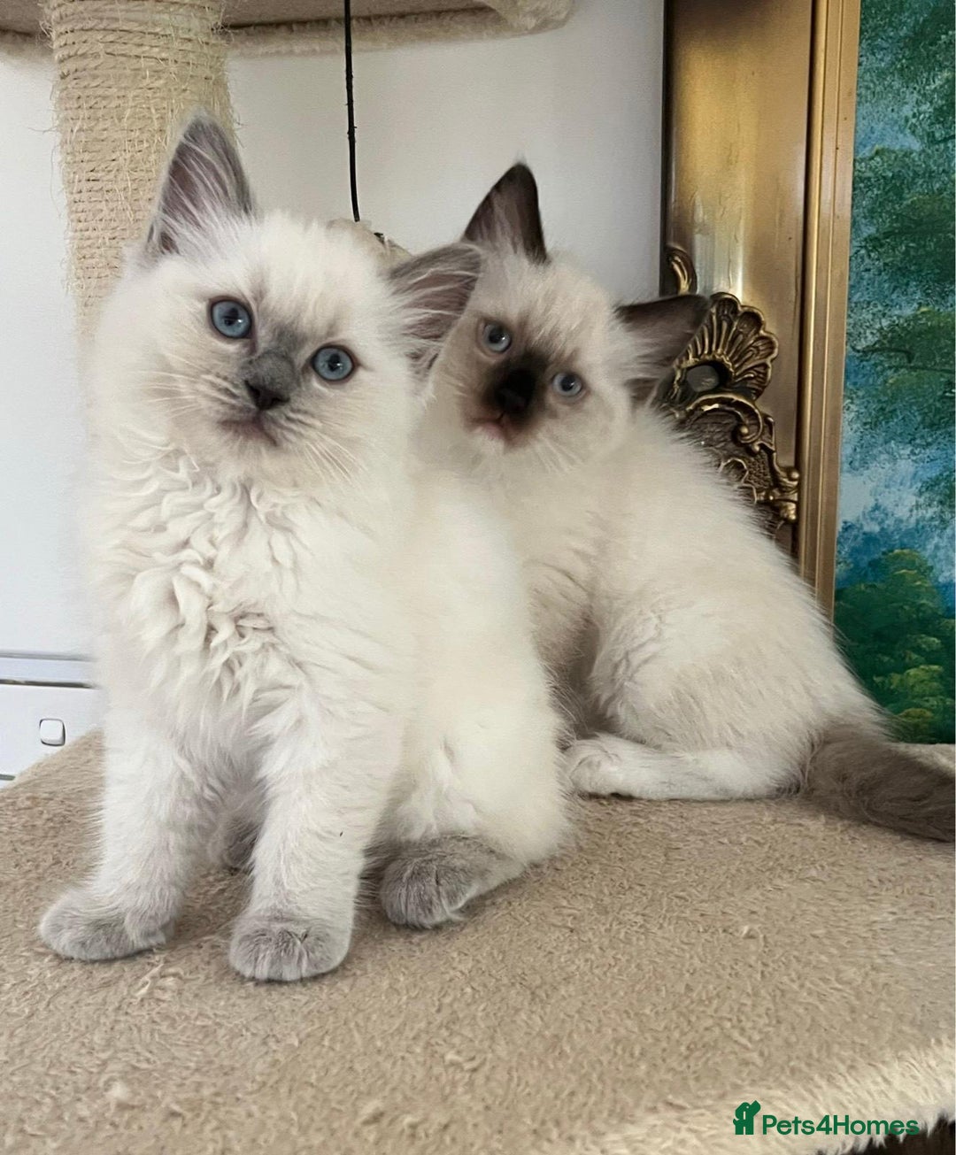 Ragdoll cats for sale: PURE BREED RAGDOLLS 2 LEFT!  - Advert 1
