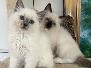 Ragdoll cats PURE BREED RAGDOLLS 2 LEFT! - Advert 1