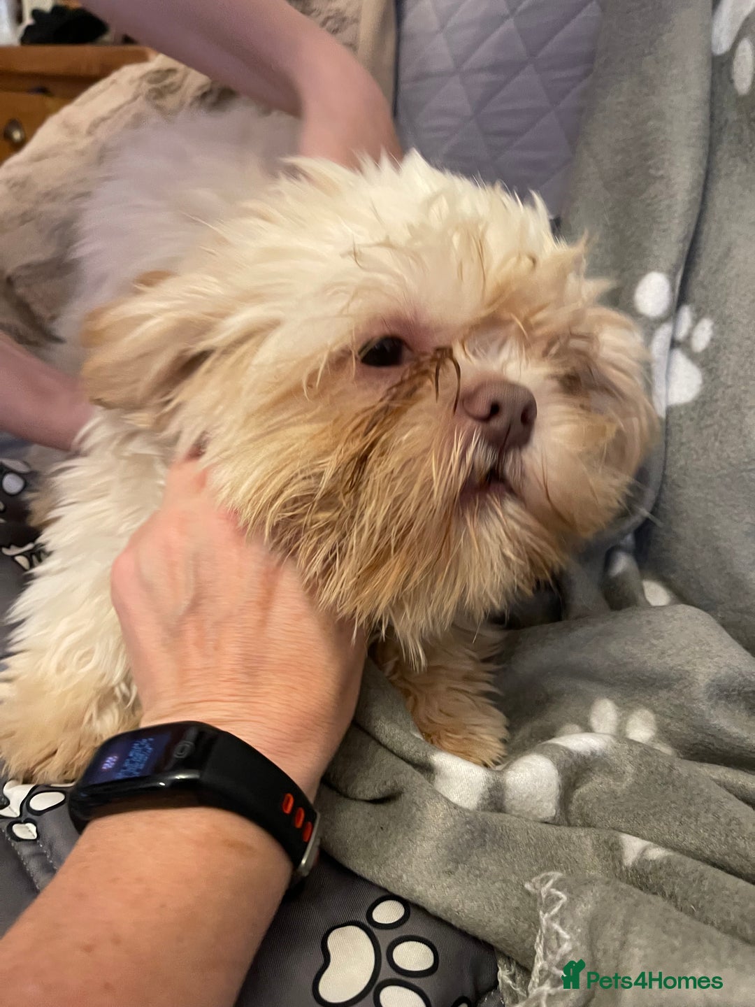 Shih Tzu dogs for sale: imperial karishishi shih tzu boys  - Image 17