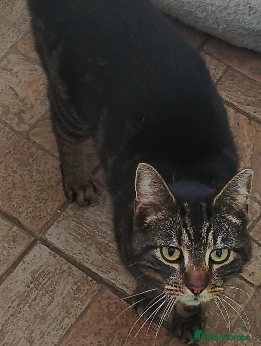 Mixed Breed cats for sale: Cats for rehoming  - Advert 2