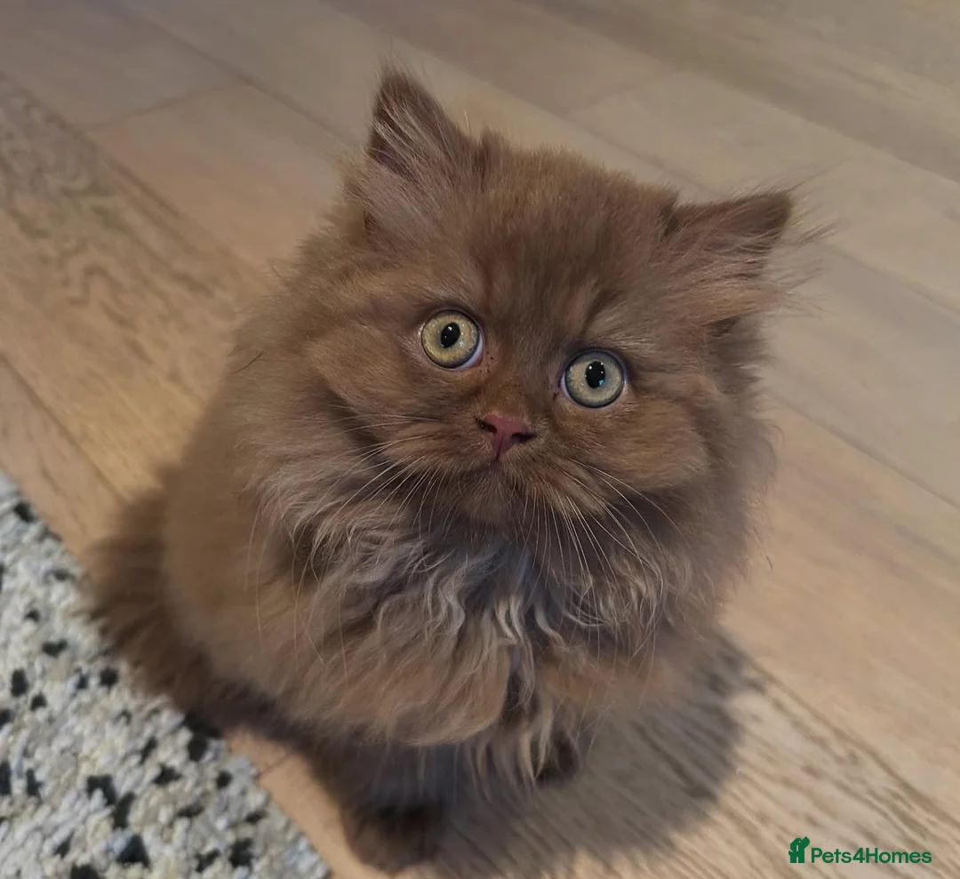 British Shorthair cats for sale: Cinnamon British Longhair  - Advert 5
