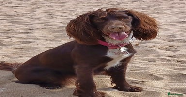 Sprocker dogs - Advert 15