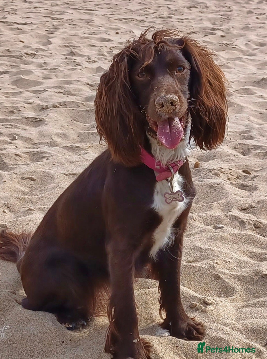 Sprocker dogs for sale: SPROKER- last boy from litter of 4(2 girls 2 boys) - Image 2