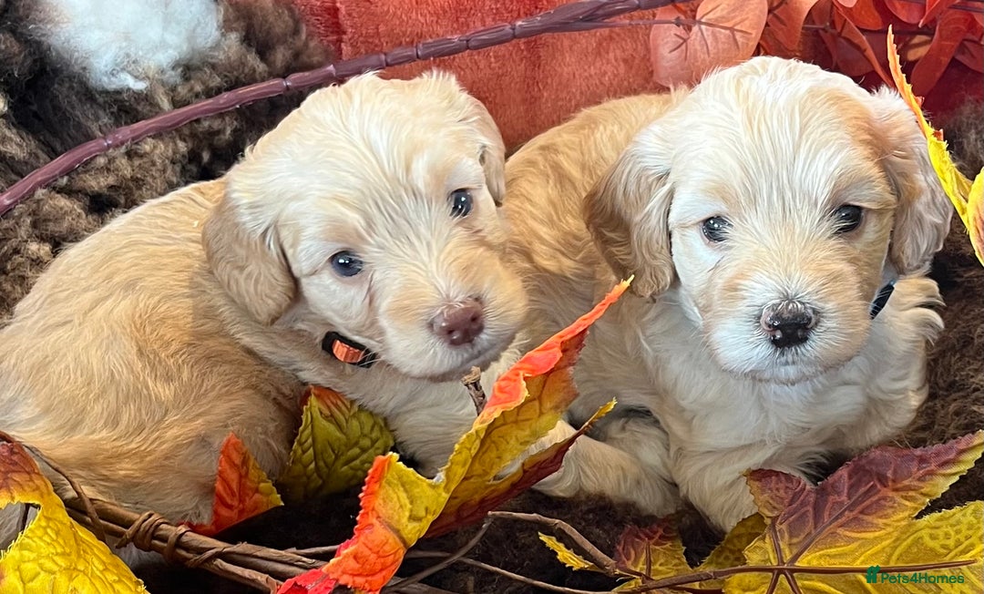 Cockapoo dogs for sale: Stunning F1 Cockapoos  - Advert 7