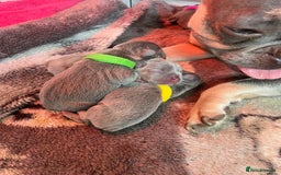 French Bulldog dogs for sale: Adorable French bulldog puppies!!🐶  - Image 29