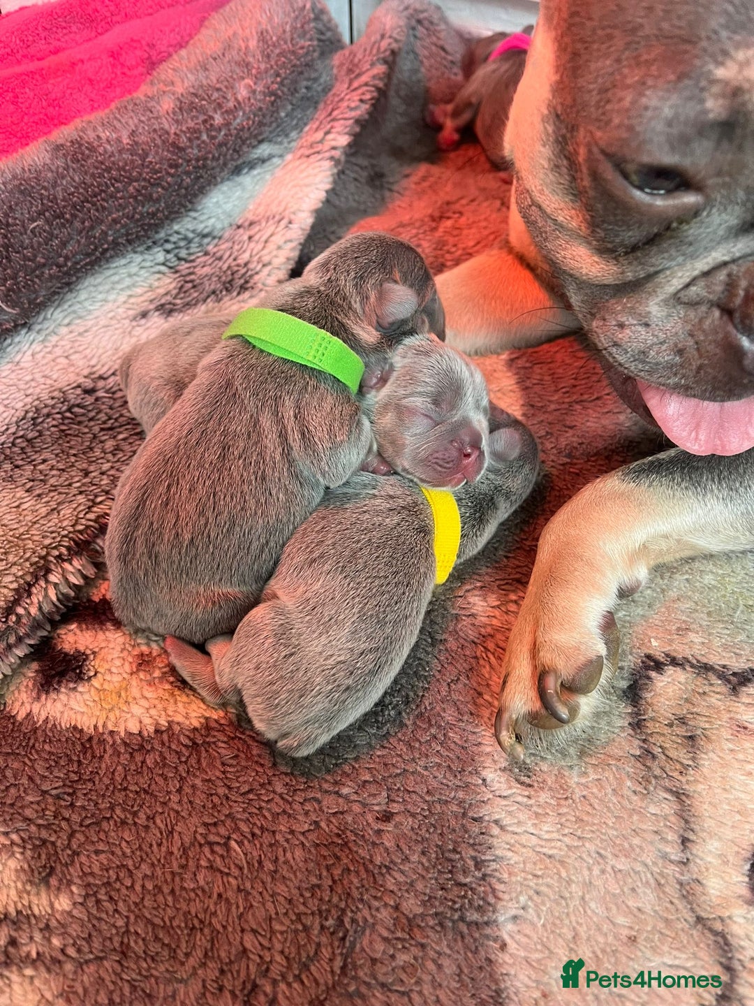 French Bulldog dogs for sale: Adorable French bulldog puppies!!🐶  - Image 29