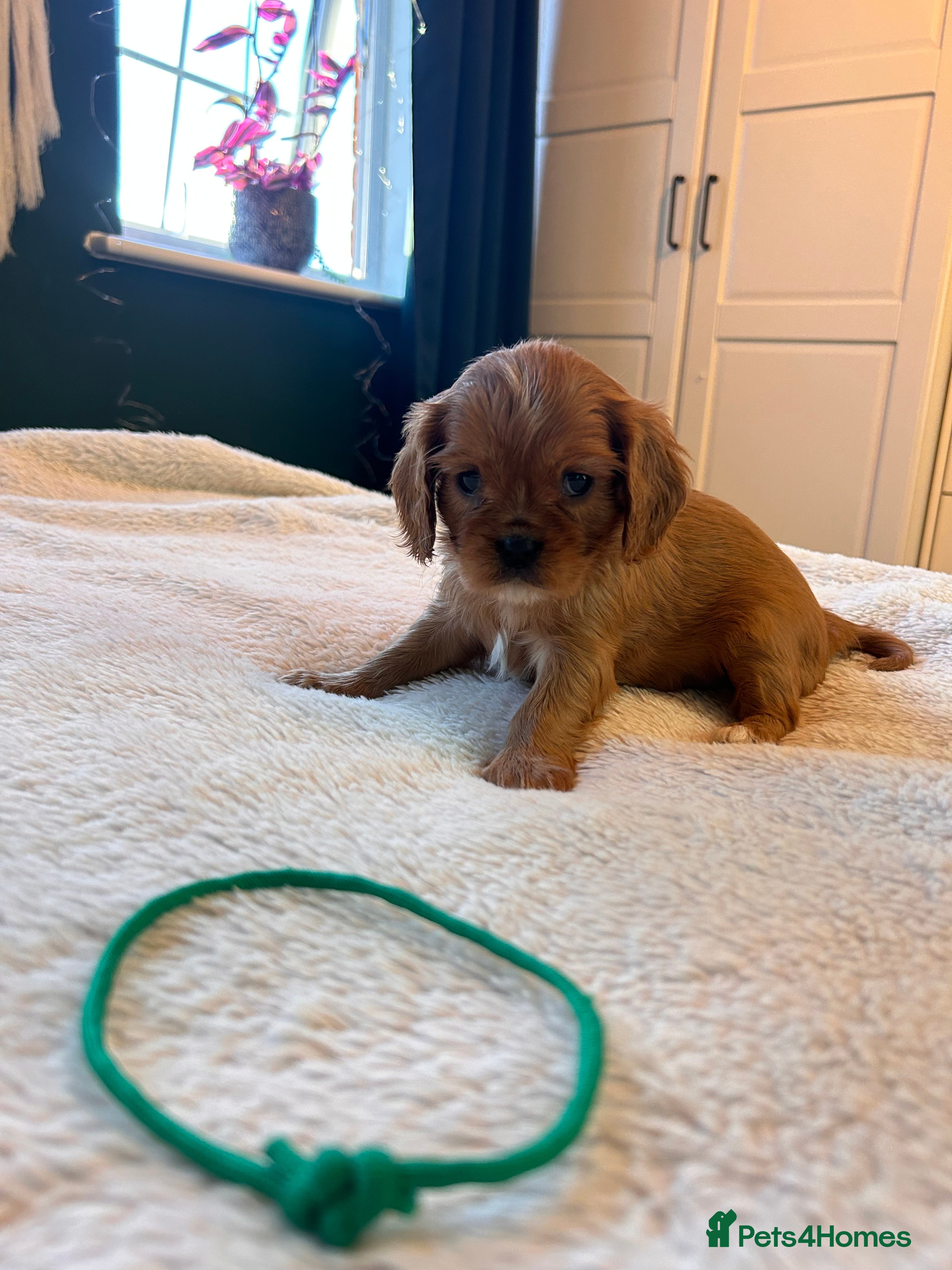 Cavalier King Charles Spaniel dogs 🫶🏻 Cavalier King Charles 🐶 - Advert 3