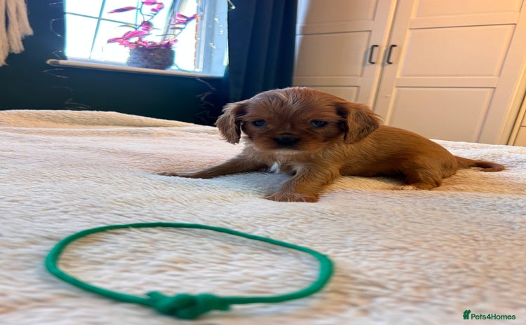 Cavalier King Charles Spaniel dogs 🫶🏻 Cavalier King Charles 🐶 - Advert 6