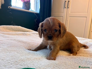 Cavalier King Charles Spaniel dogs 🫶🏻 Cavalier King Charles 🐶 - Advert 10