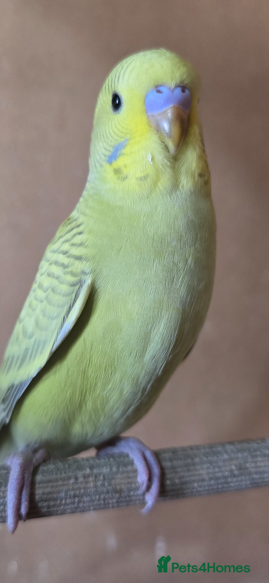 Budgerigars birds Gorgeous Baby Budgies - Advert 1