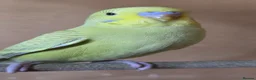 Budgerigars birds for sale: Gorgeous Baby Budgies - Advert 1