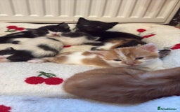 American Shorthair cats for sale: 5 beautiful kittens available  - Image 5
