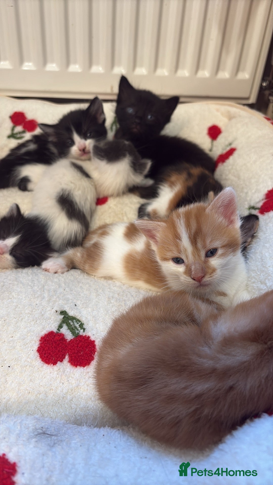 American Shorthair cats for sale: 5 beautiful kittens available  - Image 5