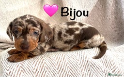 Miniature Dachshund dogs for sale: 8 MINIATURE DACHSHUNDS - Advert 5
