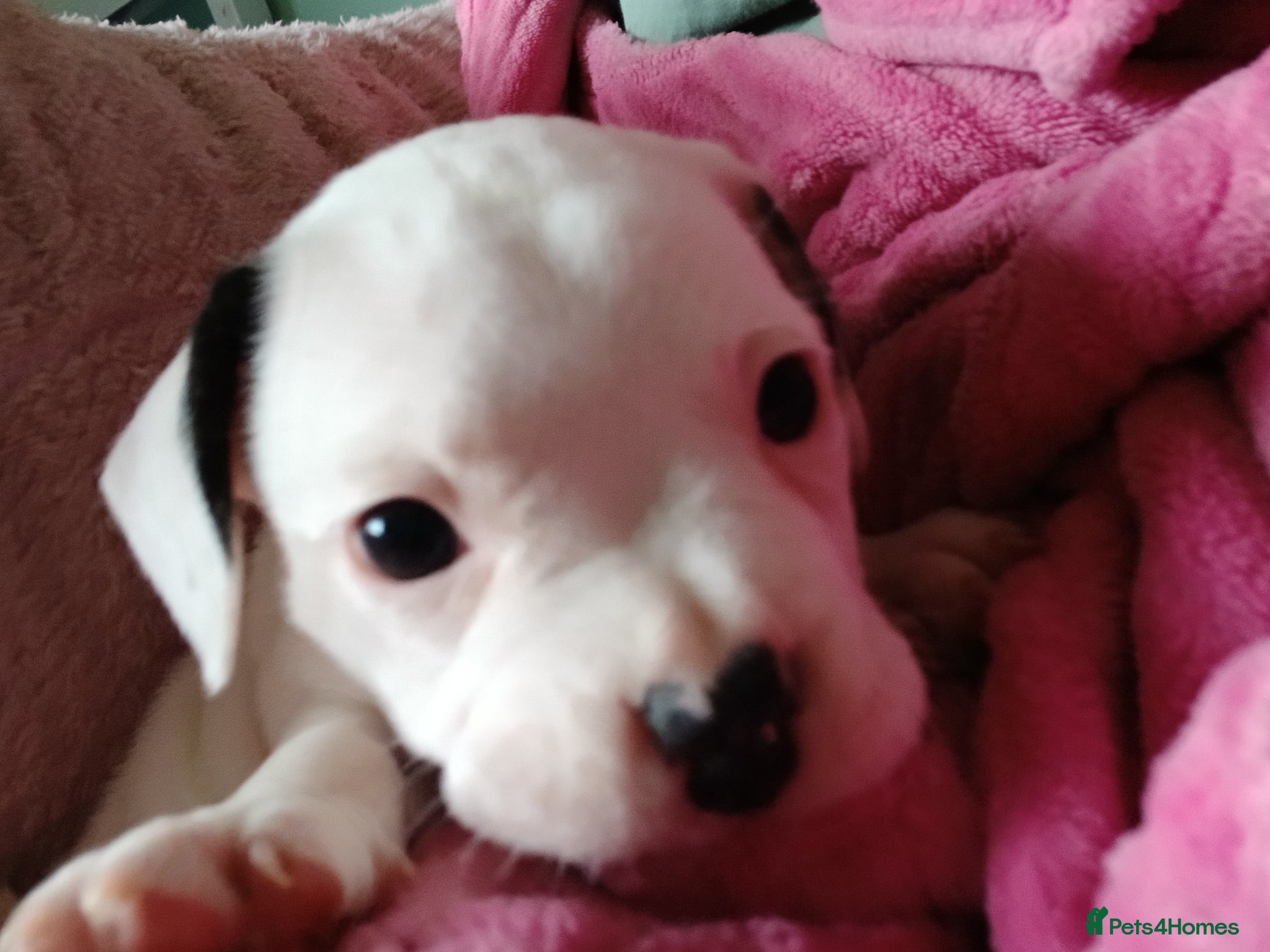 Mixed Breed dogs 4 beautiful puppies ready for their forever homes  - Advert 8