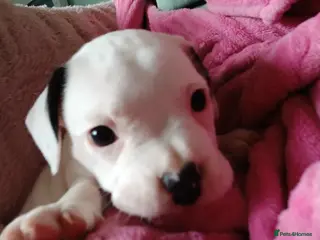 Mixed Breed dogs 4 beautiful puppies ready for their forever homes - Advert 8