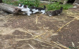 Mixed Breed cats for sale: Lovely well handled kittens - Image 3