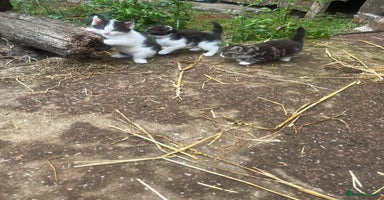 Mixed Breed cats - Advert 2