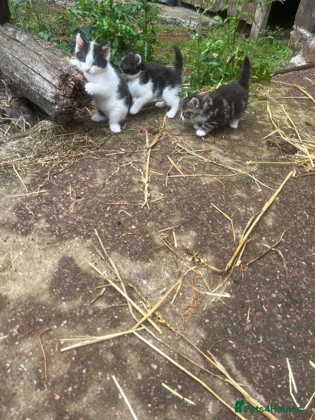 Mixed Breed cats for sale: Lovely well handled kittens - Image 3
