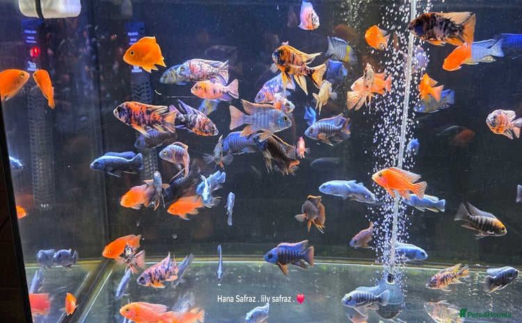 Cichlids fish Malawi peacocks and haps - Advert 9