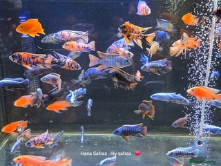 Cichlids fish Malawi peacocks and haps - Advert 14