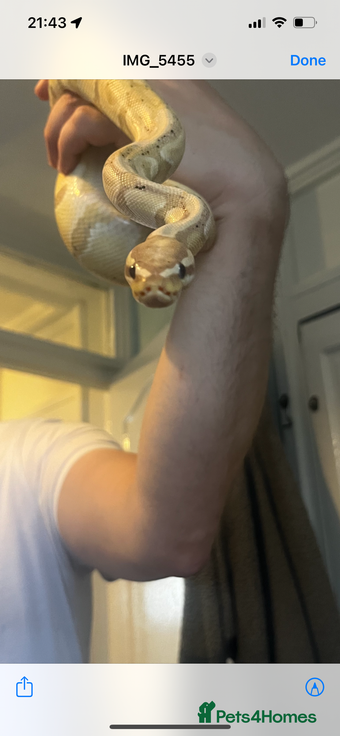 Python Snake reptiles for sale: Super friendly ball python with set up - Image 3