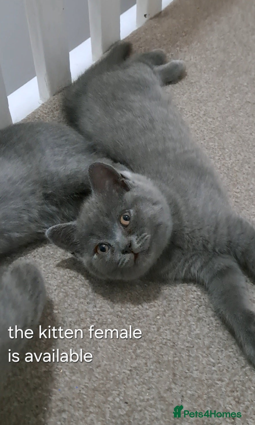 British Shorthair cats British Shorthair Blue female is ready to go  - Advert 3