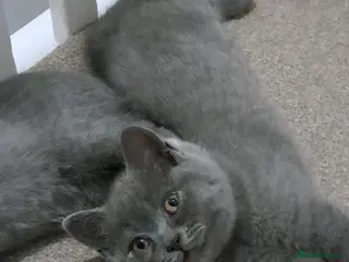 British Shorthair cats British Shorthair Blue female is ready to go - Advert 3