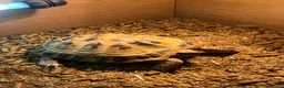 Hermann Tortoise reptiles for sale: Pair of female Horsefield (Russian)And cage  - Advert 3