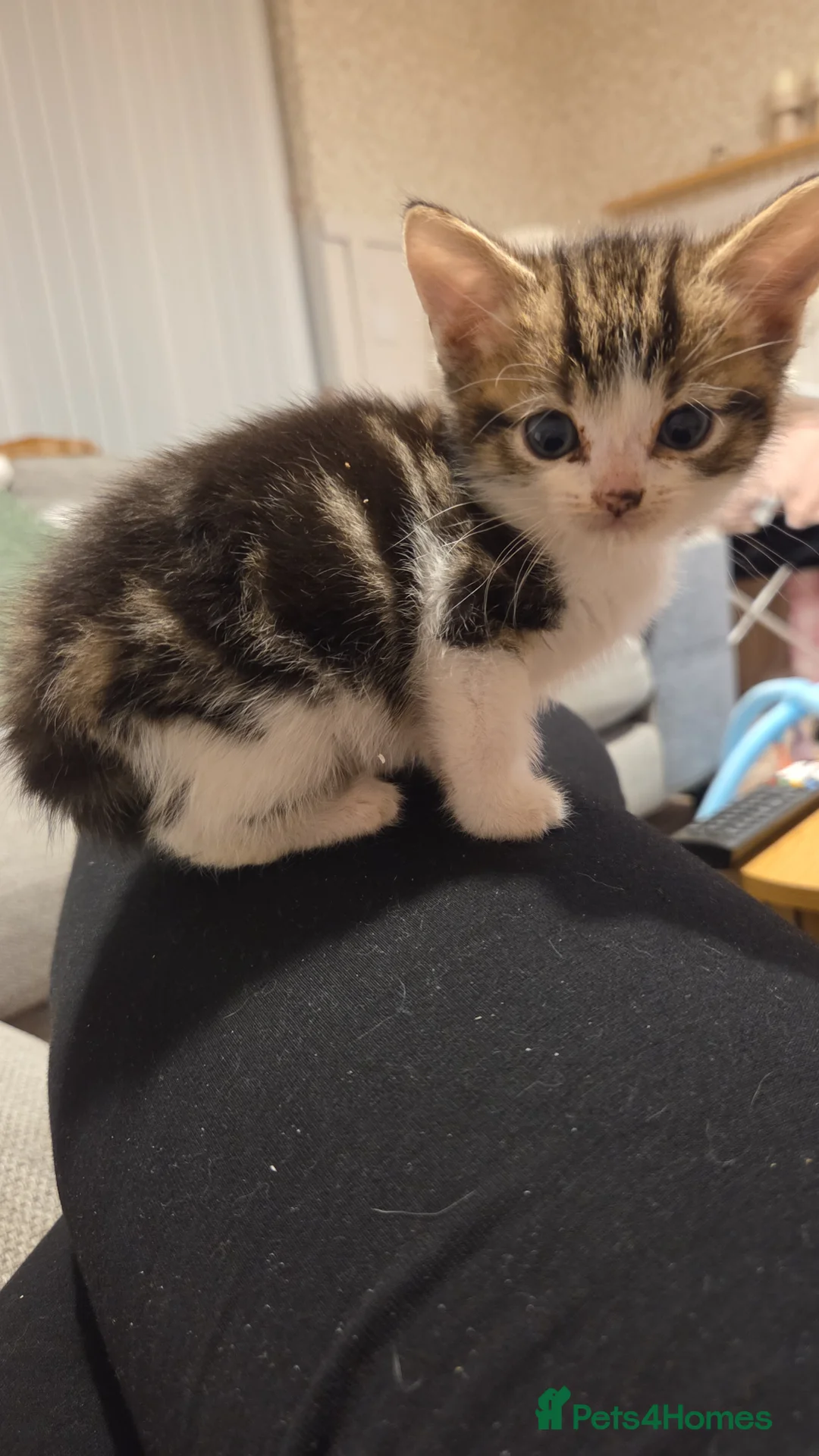 British Shorthair cats for sale: British shorthair kittens - Advert 2