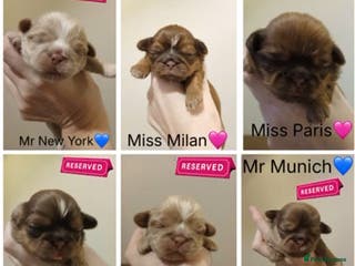 Shih Tzu dogs 🍫CHOCOLATE KC REG IMPERIALS BEST LINES🍫 - Advert 6